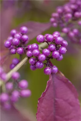 Schönfrucht 'Profusion' - Callicarpa bodinieri 'Profusion'