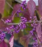 Schönfrucht 'Profusion' - Callicarpa bodinieri 'Profusion'