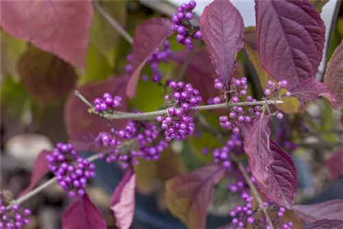 Schönfrucht 'Profusion' - Callicarpa bodinieri 'Profusion'