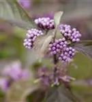 Schönfrucht 'Profusion' - Callicarpa bodinieri 'Profusion'