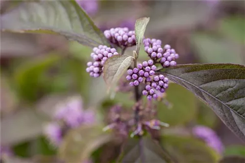 Schönfrucht 'Profusion' - Callicarpa bodinieri 'Profusion'