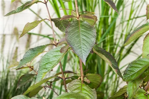 Schönfrucht 'Profusion' - Callicarpa bodinieri 'Profusion'