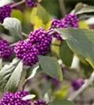 Schönfrucht 'Profusion' - Callicarpa bodinieri 'Profusion'