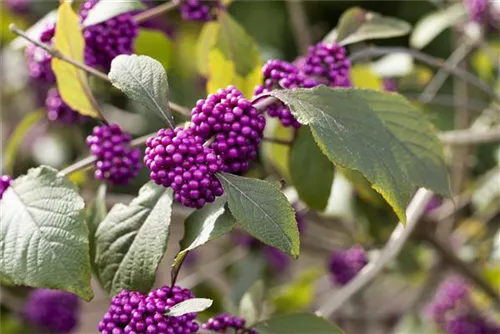 Schönfrucht 'Profusion' - Callicarpa bodinieri 'Profusion'