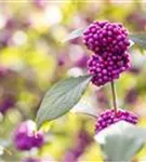 Schönfrucht 'Profusion' - Callicarpa bodinieri 'Profusion'