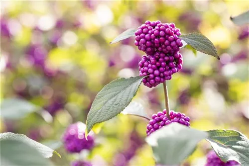 Schönfrucht 'Profusion' - Callicarpa bodinieri 'Profusion'