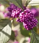 Schönfrucht 'Profusion' - Callicarpa bodinieri 'Profusion'