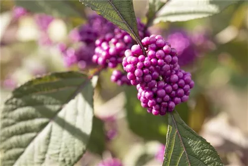 Schönfrucht 'Profusion' - Callicarpa bodinieri 'Profusion'