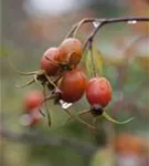 Bereifte Rose - Rosa glauca