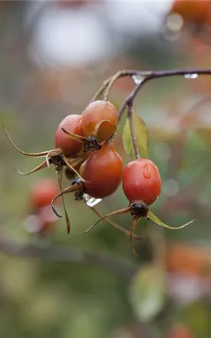 Rosa glauca