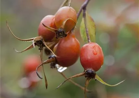 Rosa glauca - Bereifte Rose