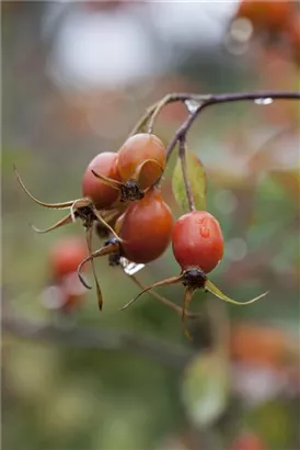 Bereifte Rose - Rosa glauca