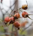 Bereifte Rose - Rosa glauca