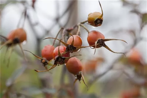 Bereifte Rose - Rosa glauca