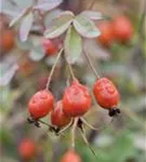 Bereifte Rose - Rosa glauca