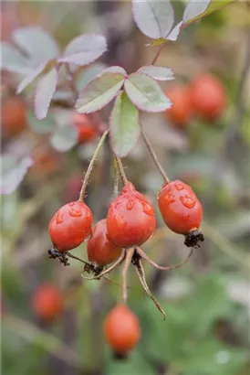 Bereifte Rose - Rosa glauca