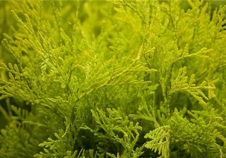 Thuja occidentalis 'Golden Globe' - Lebensbaum 'Golden Globe'