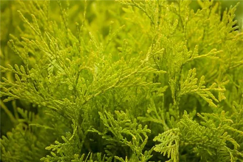 Lebensbaum 'Golden Globe' - Thuja occidentalis 'Golden Globe'