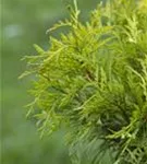 Lebensbaum 'Golden Globe' - Thuja occidentalis 'Golden Globe'