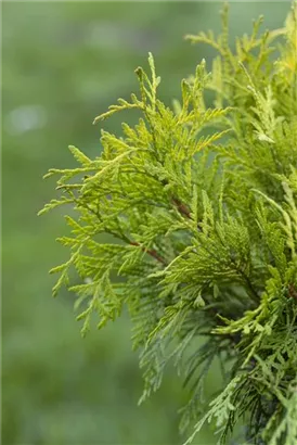 Lebensbaum 'Golden Globe' - Thuja occidentalis 'Golden Globe'