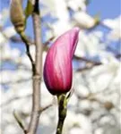 Purpurmagnolie 'Nigra' - Magnolia liliiflora 'Nigra'