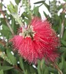 Zylinderputzer laevis - Callistemon laevis