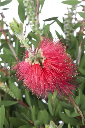 Zylinderputzer laevis - Callistemon laevis