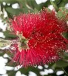 Zylinderputzer laevis - Callistemon laevis