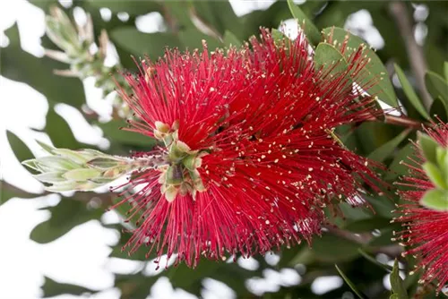 Zylinderputzer laevis - Callistemon laevis