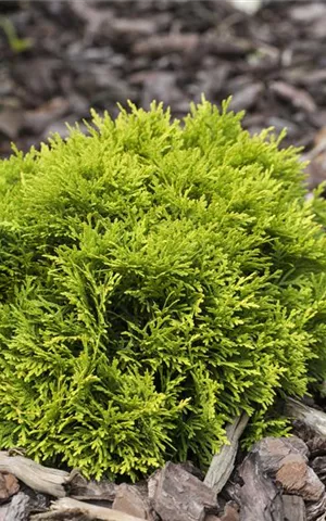 Thuja occidentalis 'Mirjam'