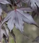 Fächerahorn 'Fireglow' - Acer palmatum 'Fireglow'