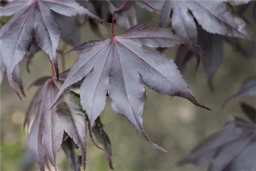 Fächerahorn 'Fireglow' - Acer palmatum 'Fireglow'