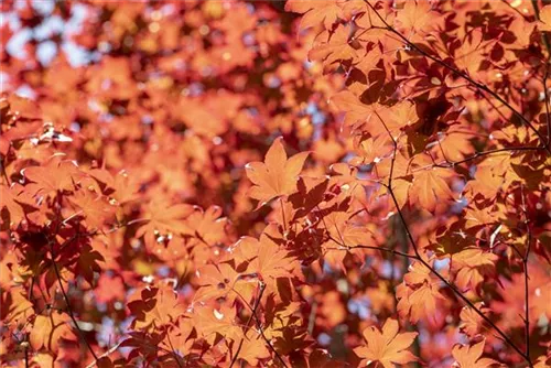 Fächerahorn 'Fireglow' - Acer palmatum 'Fireglow'