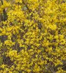 Forsythie 'Lynwood' - Forsythia 'Lynwood' - Wildgehölze