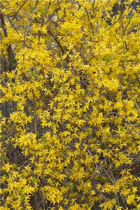 Forsythie 'Lynwood' - Forsythia 'Lynwood' - Wildgehölze