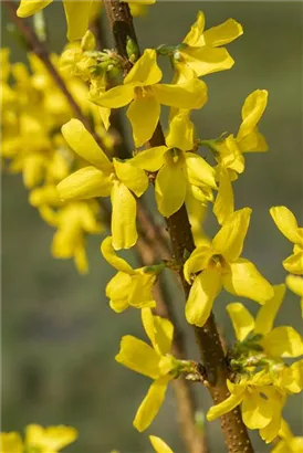 Forsythie 'Lynwood' - Forsythia 'Lynwood' - Wildgehölze