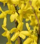 Forsythie 'Lynwood' - Forsythia 'Lynwood' - Wildgehölze