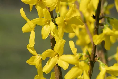 Forsythie 'Lynwood' - Forsythia 'Lynwood' - Wildgehölze