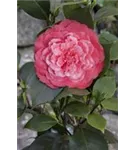 Japanische Kamelie - Camellia japonica