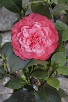 Japanische Kamelie - Camellia japonica