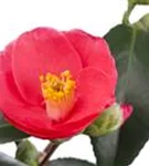 Japanische Kamelie - Camellia japonica