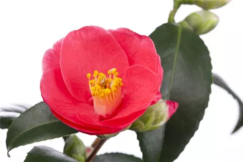 Japanische Kamelie - Camellia japonica