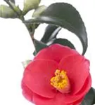 Japanische Kamelie - Camellia japonica