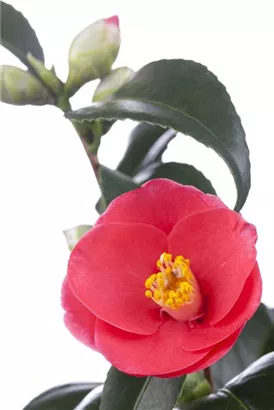 Japanische Kamelie - Camellia japonica