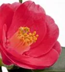 Japanische Kamelie - Camellia japonica