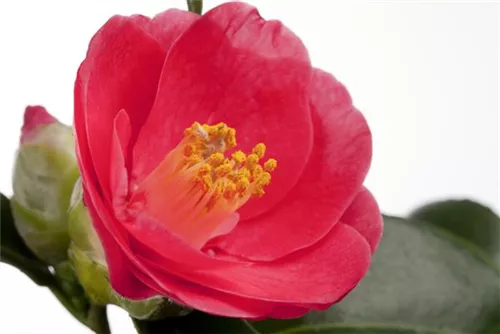 Japanische Kamelie - Camellia japonica