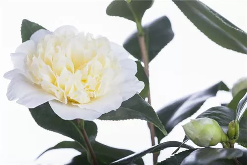 Japanische Kamelie - Camellia japonica