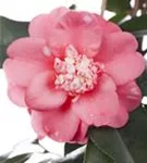 Japanische Kamelie - Camellia japonica