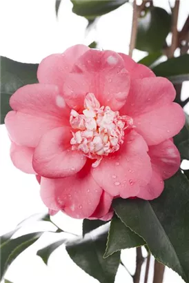 Japanische Kamelie - Camellia japonica