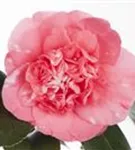 Japanische Kamelie - Camellia japonica